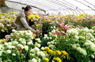 鮮花市場(chǎng)消費(fèi)升級(jí) 