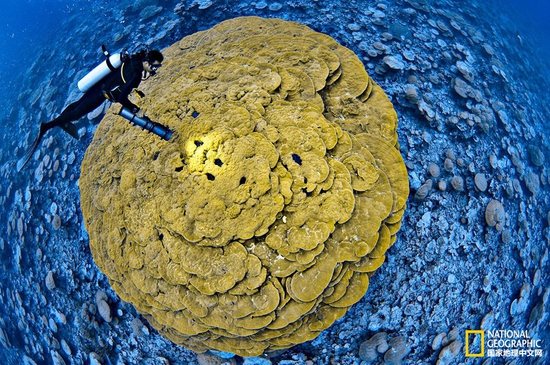 金曼礁國家紀念區(qū)，太平洋攝影：Brian Skerry，國家地理創(chuàng)意版