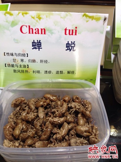 你可能沒想到，這個知了幼蟲退下的皮還是一味藥，對嗎？