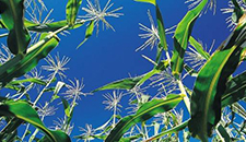 玉米割苗能增產(chǎn)20%～30%？不靠譜！