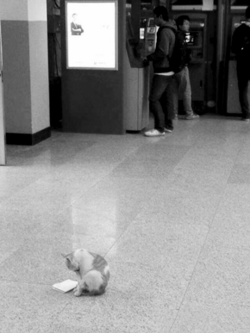 “東北大學貓讀書圖”紅網絡 不學習小心被貓超過