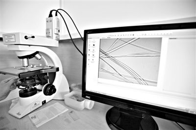 顯微鏡下，蠶絲呈現(xiàn)出表面有光澤，形狀不規(guī)則，粗細(xì)不均。