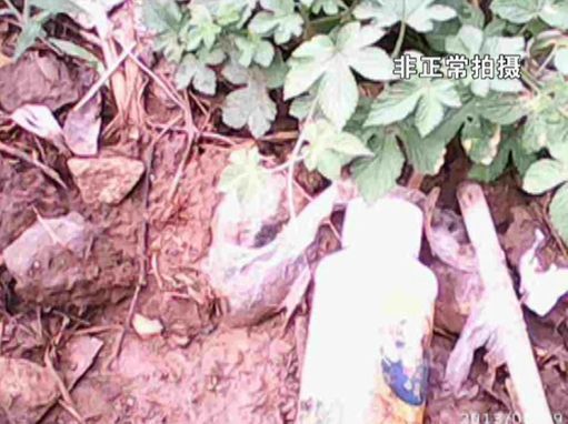 大棚蔬菜園區(qū)里到處丟棄著農(nóng)藥廢物。