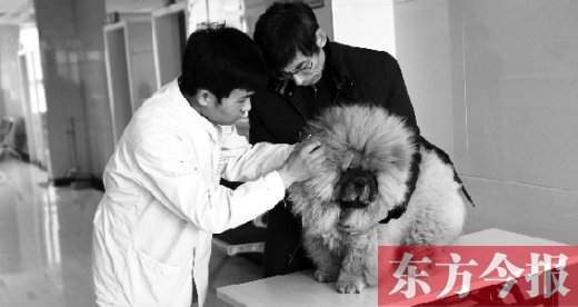 在一家大型寵物醫(yī)院里，生病的狗狗正在接受治療