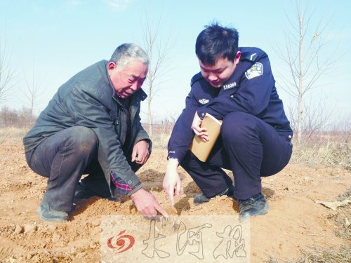 牡丹苗被盜之后，郭萬(wàn)通又補(bǔ)種的牡丹苗已經(jīng)發(fā)芽