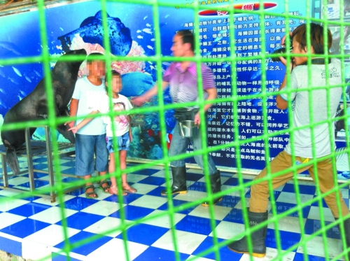 海獅就這樣被飼養(yǎng)員和攝影師擺弄，稍不聽話就會(huì)遭到毒打。