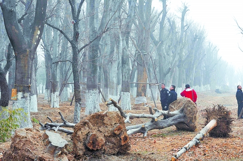 老樹之殤，令人扼腕。