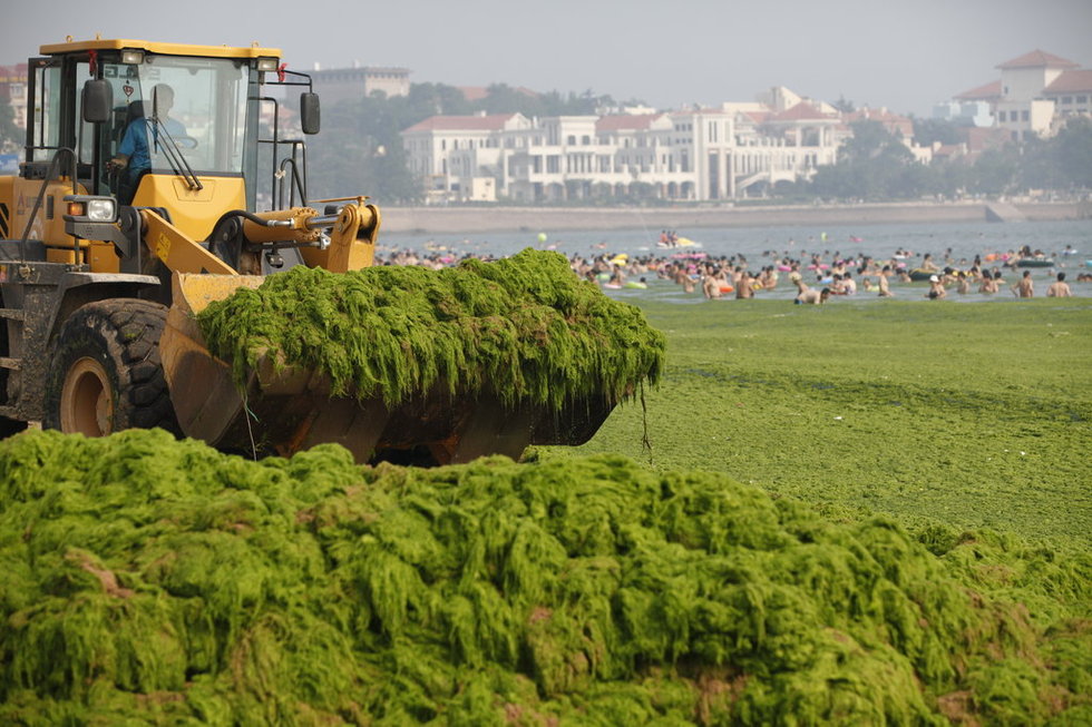 青島市民無視滸苔 青島市民無視滸苔