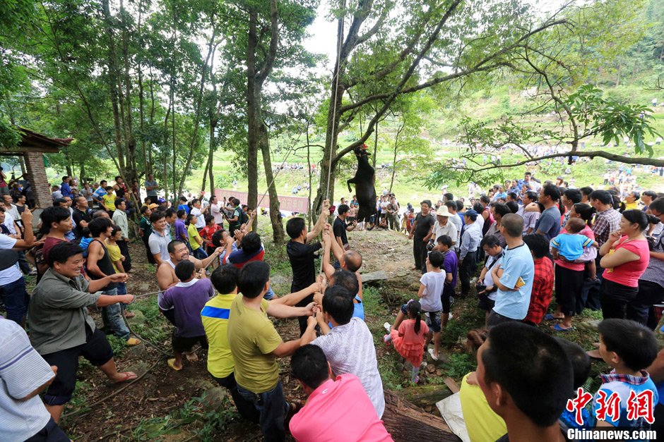 黃牛被侗族村民合力吊在樹(shù)上。譚凱興 攝