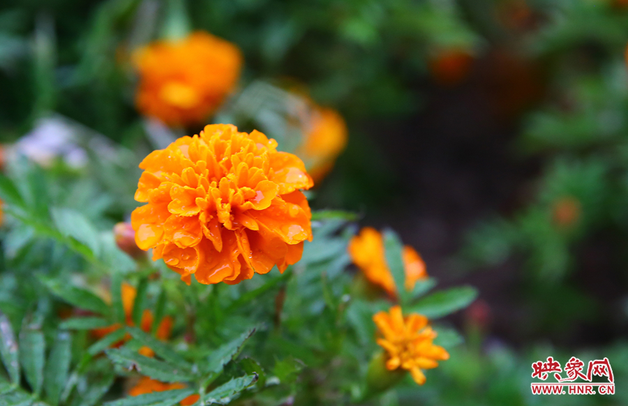 一場(chǎng)秋雨洗去花朵上多日來(lái)的塵埃，嬌艷欲滴。