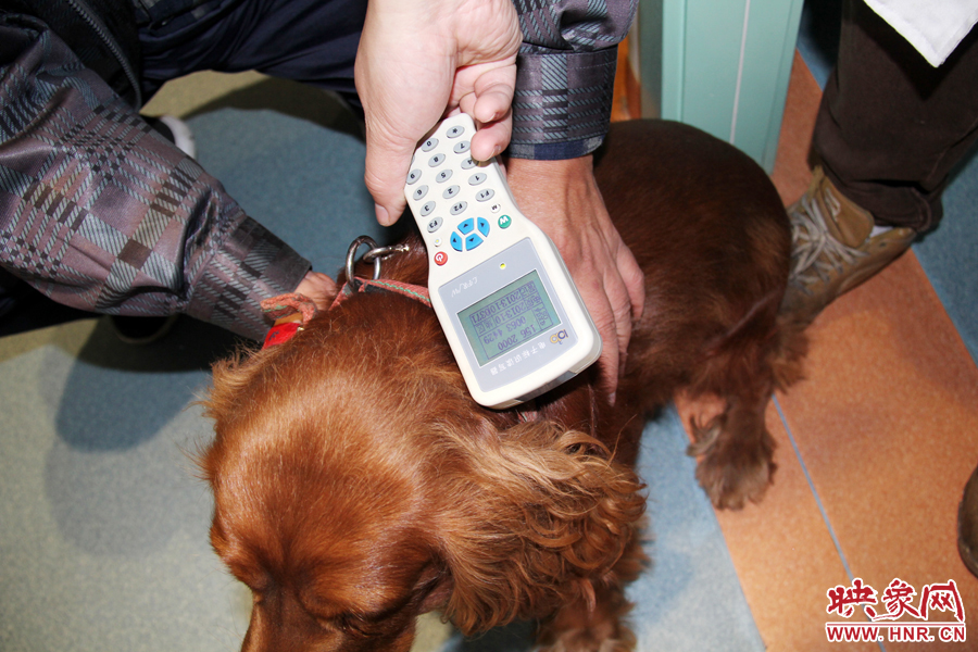 只要用儀器一掃，狗狗的信息就可以一覽無余