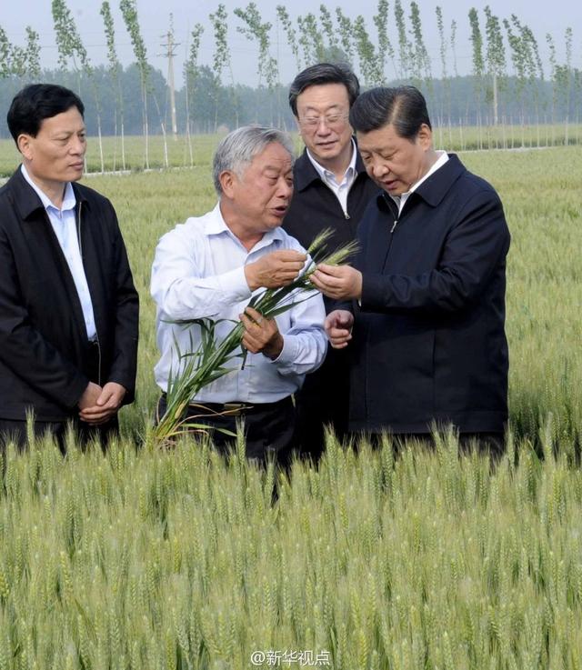 習(xí)近平走進(jìn)糧田,看麥穗灌漿,問農(nóng)田建設(shè)。