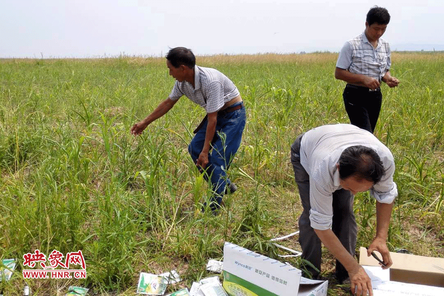 村民在撿拾散落的農(nóng)藥袋，身后是被毀的玉米。