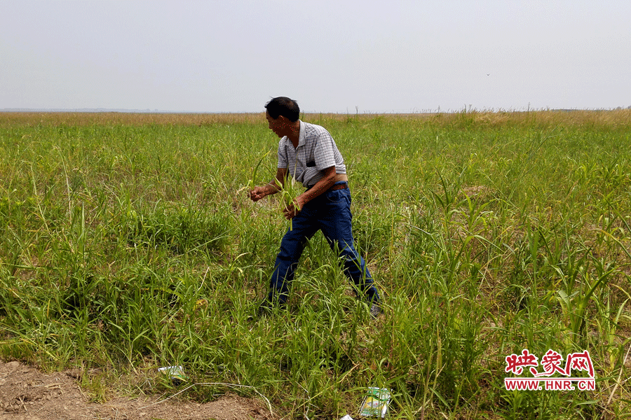 被農(nóng)藥摧毀的玉米。