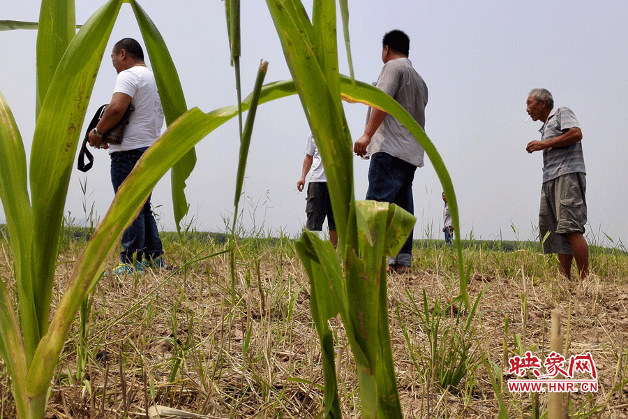 耙過的玉米地殘留的玉米。