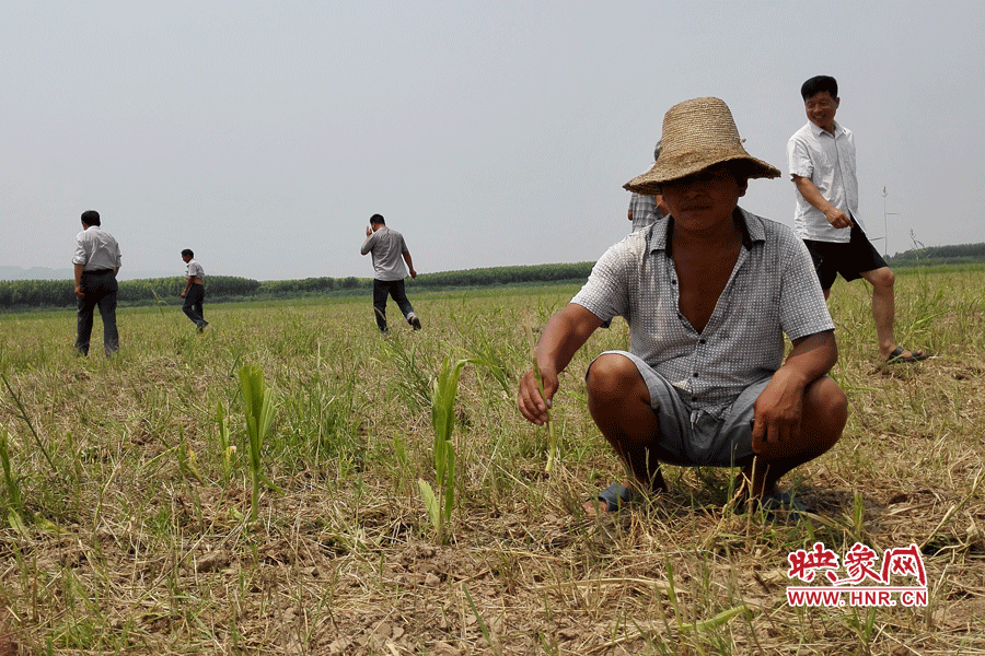 村民手捧殘留的玉米，欲哭無淚。
