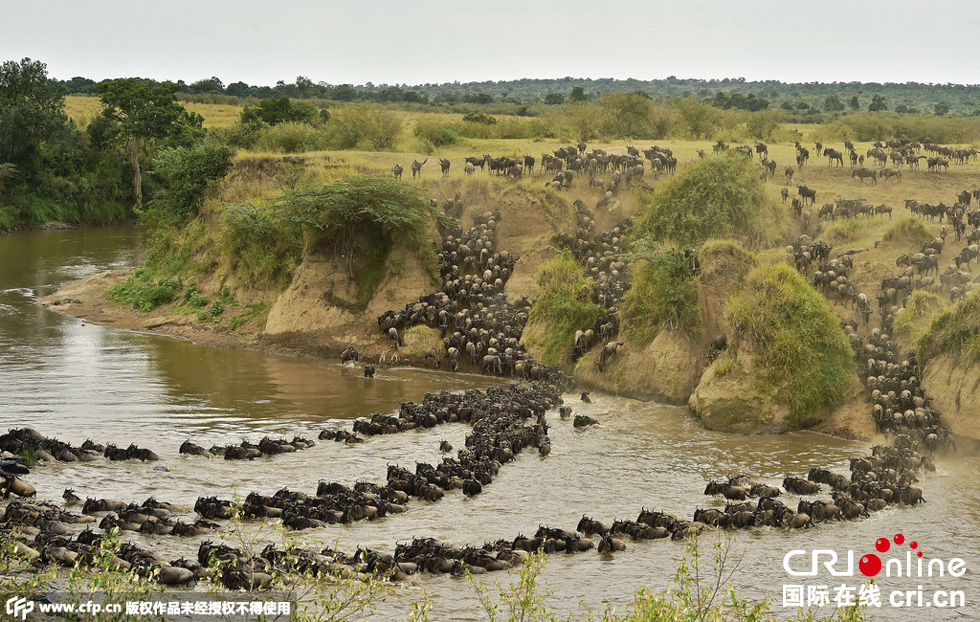 當(dāng)?shù)貢r(shí)間2015年9月4日，肯尼亞馬賽馬拉，角馬大遷徙。