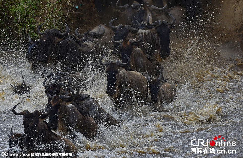 當(dāng)?shù)貢r(shí)間2015年9月4日，肯尼亞馬賽馬拉，角馬大遷徙。