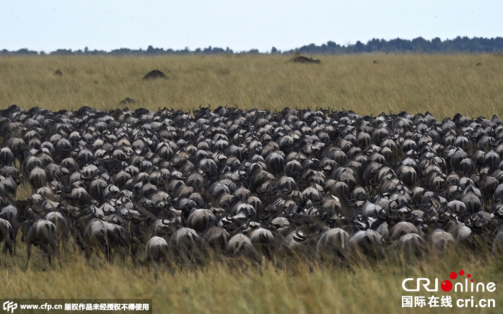 當(dāng)?shù)貢r(shí)間2015年9月4日，肯尼亞馬賽馬拉，角馬大遷徙。