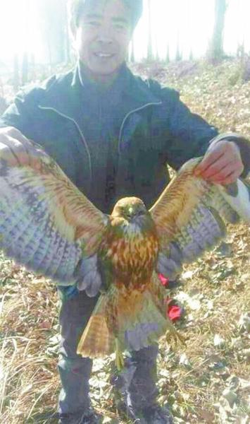 老鷹捉小雞被狗咬傷后獲救 受傷嚴(yán)重屬國(guó)保