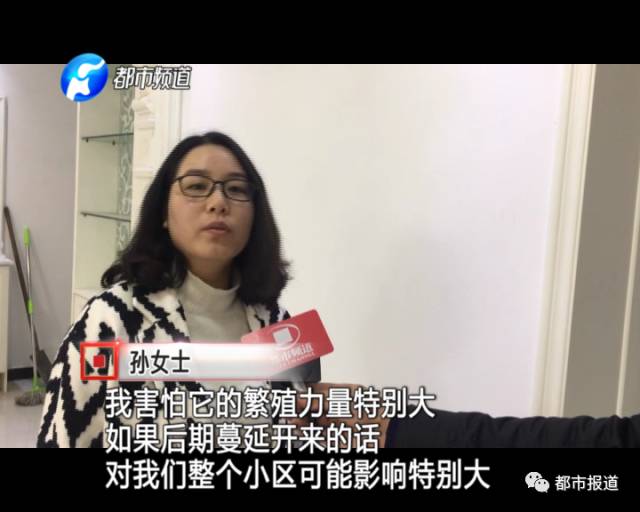 蟻?zhàn)宕筌娙肭?！十幾萬裝修的新家被“吃掉”