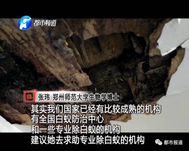 蟻?zhàn)宕筌娙肭?！十幾萬裝修的新家被“吃掉”