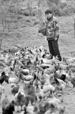 林志坤辭職后在溧水一座山頭開了一片地，每天種菜、喂雞 現(xiàn)代快報(bào)記者 施向輝 攝