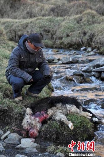 　今年，他家已經(jīng)有3只羊被狼咬死。確·胡熱攝