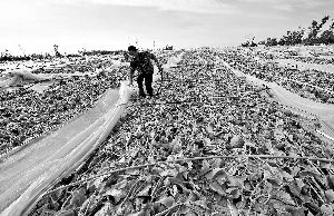 12日，工人在海南省樂東縣佛羅鎮(zhèn)清理被臺風(fēng)刮爛的哈密瓜薄膜架子。 新華社發(fā)