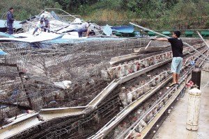 11月13日，位于三亞市吉陽鎮(zhèn)的三亞市菜籃子蛋雞基地，工人們正在搶修雞舍設(shè)施。