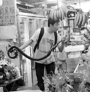 捕蛇專家張亮抓住眼鏡王蛇。信息時(shí)報(bào)記者 康健 翻拍