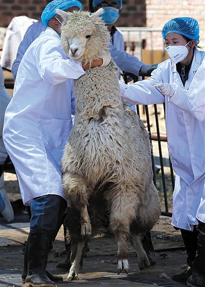 好強(qiáng)壯！我真的不是虛胖，兩三個(gè)人別想控制我。