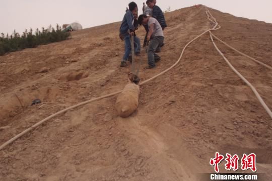 　4月27日上午，當(dāng)?shù)卮迕裨诠系販洗逡痪G化處挖出一枚長1米，重200斤的炸彈，5月10日，這枚炸彈已