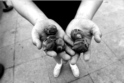 “大煙殼”輕易就可以買到。下圖：女?dāng)傊髂贸霾卦诩t色兜子里的“大煙殼”，向記者兜售。京華時(shí)報(bào)實(shí)習(xí)記者趙思衡攝