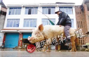 蔣大爺騎著他的種豬出門，回頭率很高。