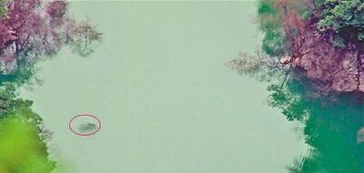 河溝現(xiàn)體長(zhǎng)3米重約300斤大魚 曾被疑為水怪(圖)