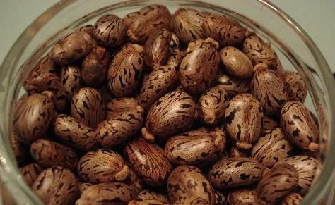 蓖麻子中含蓖麻毒蛋白及蓖麻堿，特別是前者，會引起中毒。網(wǎng)絡截圖