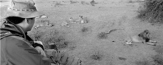 公務(wù)員辭職去非洲保護動物 遇險曾被獅子搭救