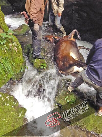 黃牛掉到懸崖下的小溪中。