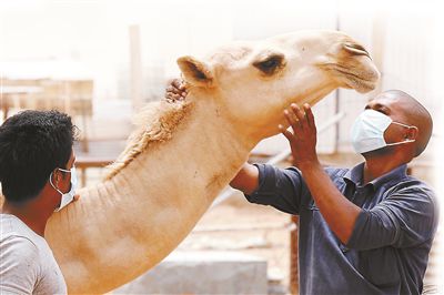 5月12日，印度工人在沙特利雅得外的一家農(nóng)場(chǎng)與駱駝接觸時(shí)戴著口罩