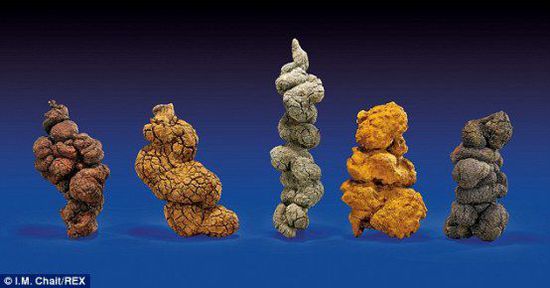 古時海龜五份糞便樣本也將拍賣。