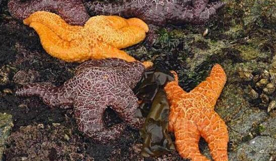 近2年來(lái)，估計(jì)有百萬(wàn)只海星自殺（臺(tái)灣中時(shí)電子報(bào)）