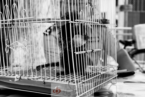 “別看俺個子小，中國很稀少！”