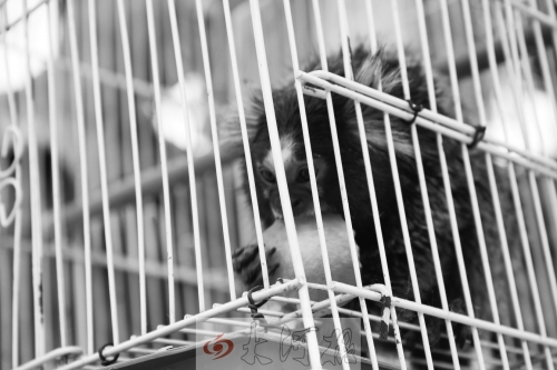 “不要盯著俺看，俺害羞……”（設(shè)計臺詞）