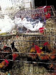 銷量大不如前，近期可能漲價