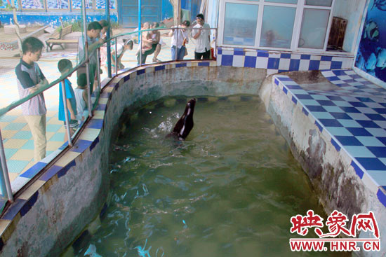 圖為游客在護(hù)欄網(wǎng)外面，觀看海獅的表演。