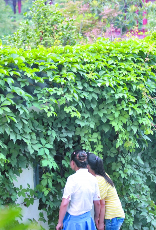 外面的游客正通過墻上的鏤空的窗，向夢溪園內觀望。