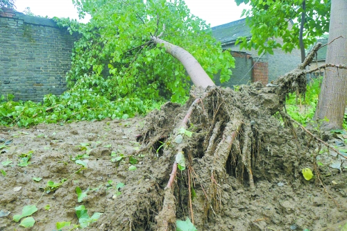 在焦作馬村區(qū)白莊老村，大樹(shù)被狂風(fēng)刮倒。