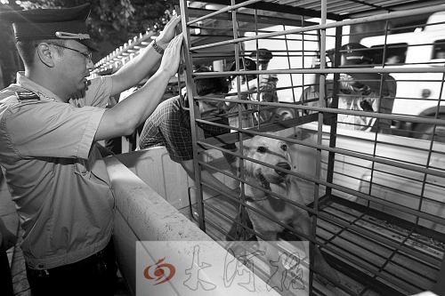 相關(guān)部門將加強(qiáng)管理，今年12月起烈性犬一律沒(méi)收。 （資料圖）