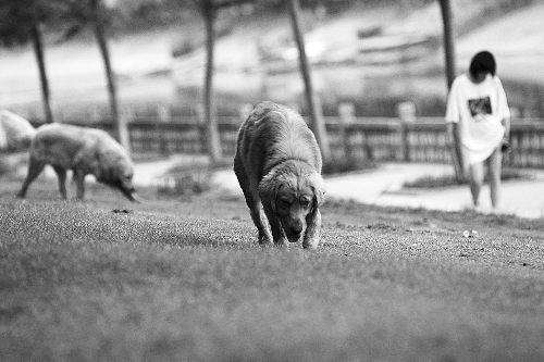 　喜歡養(yǎng)大狗狗的朋友，要抓緊給愛犬在郊外安個家哦！
